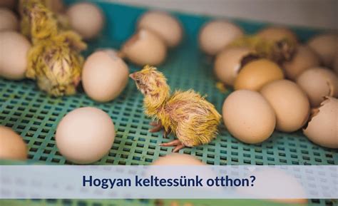 Hogyan csináljunk csípőtolót otthon: a legjobb tippek és trükkök .